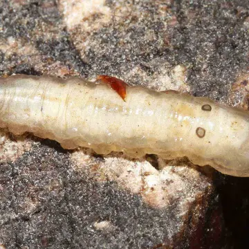 Callicera rufa Schummel, 1841:112