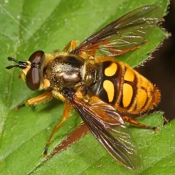 Somula decora Macquart, 1847:73