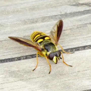 Somula mississippiensis Hull, 1922:371