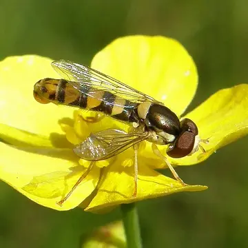 Sphaerophoria batava Goeldlin, 1974:240