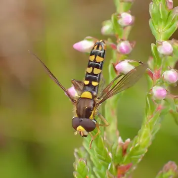 Sphaerophoria fatarum Goeldlin, 1989:53