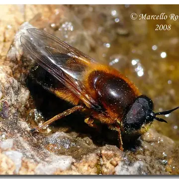 Callicera rufa Schummel, 1841:112