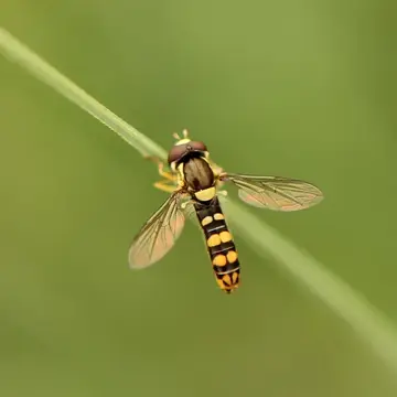 Sphaerophoria interrupta (Fabricius, 1805):252