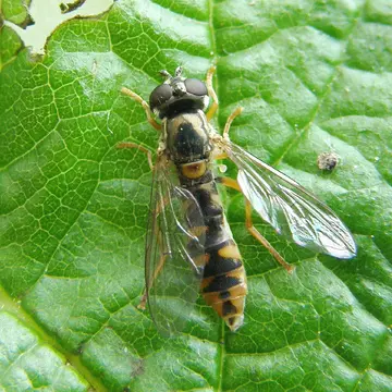 Sphaerophoria (Exallandra) loewii Zetterstedt, 1843:774