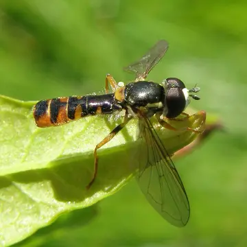 Sphaerophoria (Exallandra) loewii Zetterstedt, 1843:774