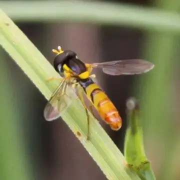 Sphaerophoria macrogaster (Thomson, 1869):501