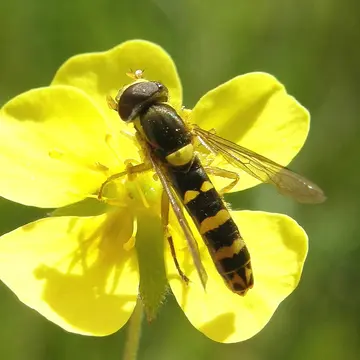 Sphaerophoria philantha (Meigen, 1822):327