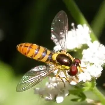 Sphaerophoria rueppellii (Wiedemann, 1830):141