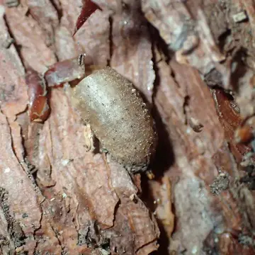 Callicera rufa Schummel, 1841:112