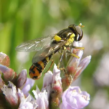 Sphaerophoria rueppellii (Wiedemann, 1830):141