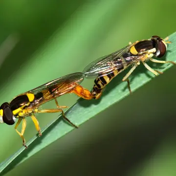 Sphaerophoria scripta (Linnaeus, 1758):594