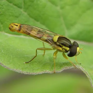 Sphaerophoria scripta (Linnaeus, 1758):594
