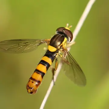 Sphaerophoria taeniata (Meigen, 1822):325