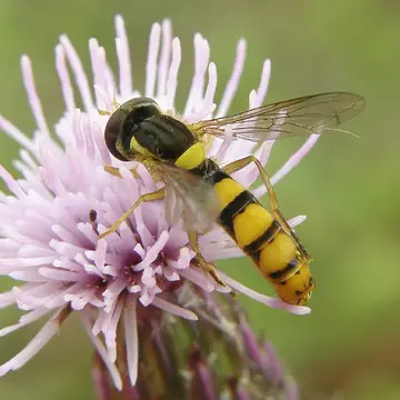 Sphaerophoria taeniata (Meigen, 1822):325