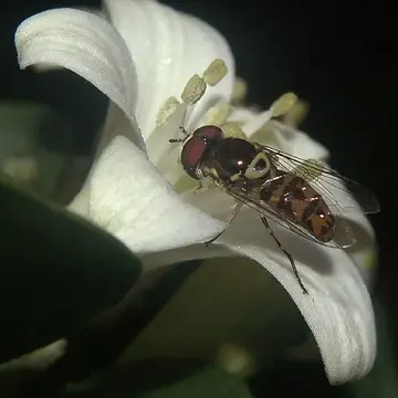 Allograpta radiata (Bigot, 1857):338