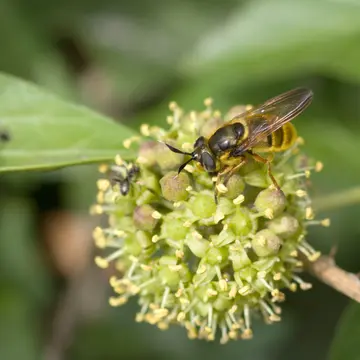 Callicera spinolae Rondani, 1844:64