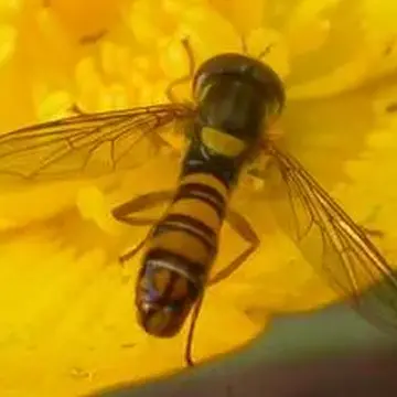 Sphaerophoria virgata Goeldlin, 1974:241