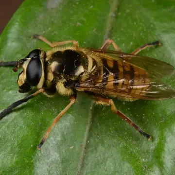 Sphecomyia dyari Shannon, 1925:43