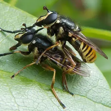 Sphecomyia pattonii Williston, 1882:328