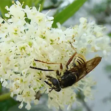 Sphecomyia pattonii Williston, 1882:328