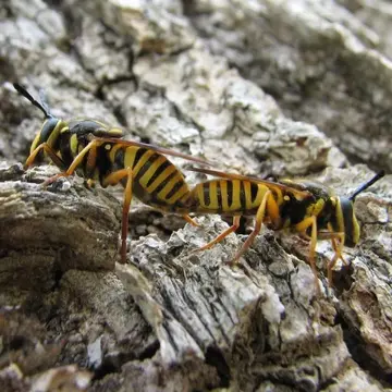 Sphecomyia vittata (Wiedemann, 1830):87