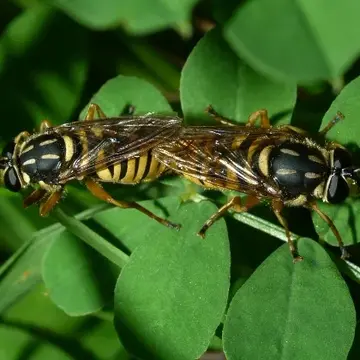 Sphecomyia vittata (Wiedemann, 1830):87