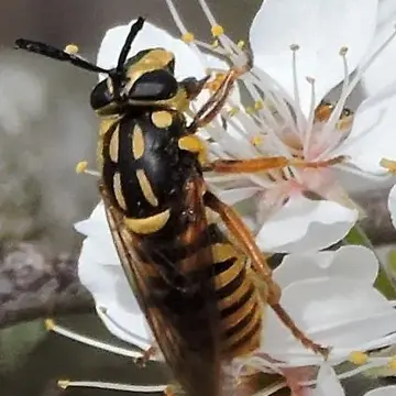 Sphecomyia vittata (Wiedemann, 1830):87