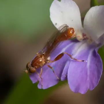 Sphegina campanulata Robertson, 1901:284