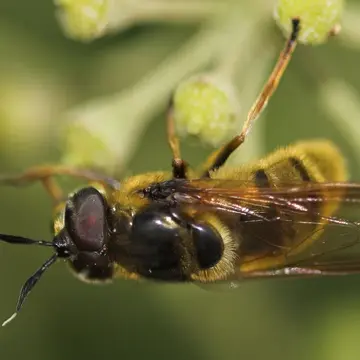 Callicera spinolae Rondani, 1844:64