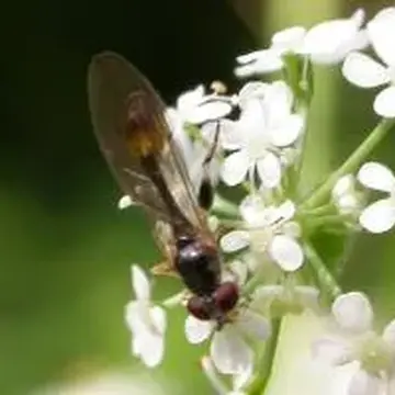 Sphegina clunipes (Fallén, 1816):12