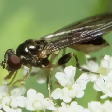 Sphegina verecunda Collin, 1937:184