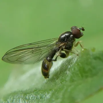 Sphegina verecunda Collin, 1937:184