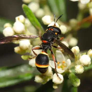 Sphiximorpha breviscapa (Saunders, 1845):65