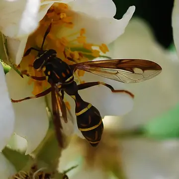 Sphiximorpha rachmaninovi (Violovich, 1981):85