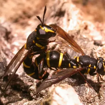 Sphiximorpha subsessilis (Illiger, 1807):446