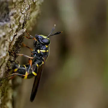 Sphiximorpha subsessilis (Illiger, 1807):446