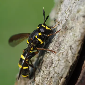 Sphiximorpha subsessilis (Illiger, 1807):446