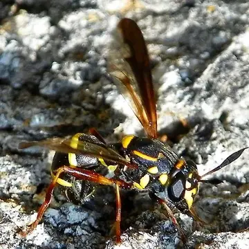 Sphiximorpha willistoni (Kahl, 1897):141