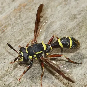Sphiximorpha willistoni (Kahl, 1897):141