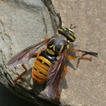 Spilomyia alcimus (Walker, 1849):563