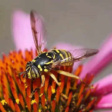 Spilomyia citima Vockeroth, 1958:287
