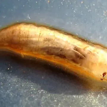 Spilomyia citima Vockeroth, 1958:287
