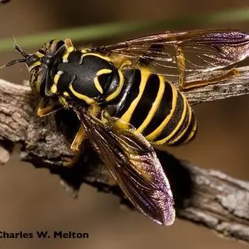 Spilomyia crandalli Curran, 1951:1
