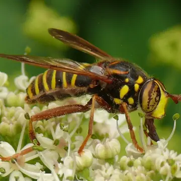 Spilomyia diophthalma (Linnaeus, 1758):593