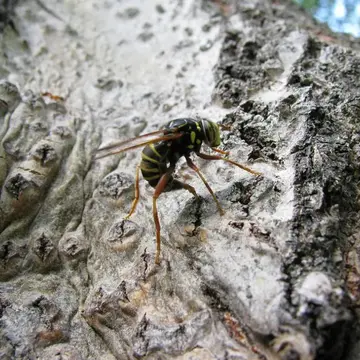 Spilomyia diophthalma (Linnaeus, 1758):593