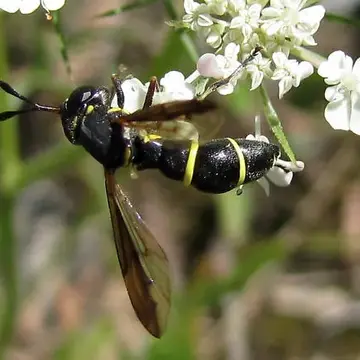 Ceriana abbreviata Loew, 1864:75