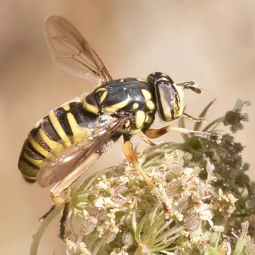 Spilomyia foxleei Vockeroth, 1958:284