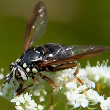 Spilomyia fusca Loew, 1864:67