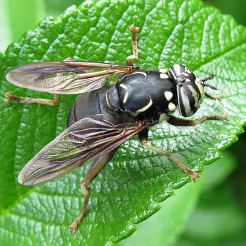 Spilomyia fusca Loew, 1864:67