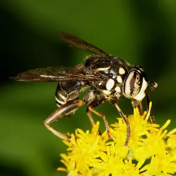 Spilomyia fusca Loew, 1864:67